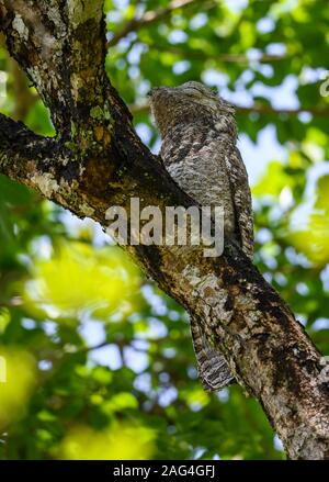 Un grand Potoo (Nyctibius grandis) dort sur son gîte diurne sur un grand arbre. Tocantins, au Brésil. Banque D'Images