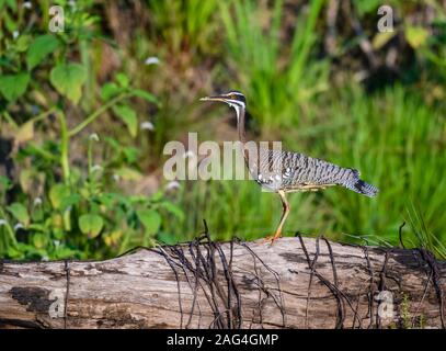 Un Sunbittern (Eurypyga helias) debout sur un rocher. Tocantins, au Brésil, en Amérique du Sud. Banque D'Images