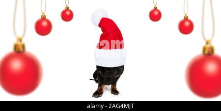 Noël père teckel chien saucisse comme une saison de vacances surprise bauble hanging avec red hat , isolated on white Banque D'Images