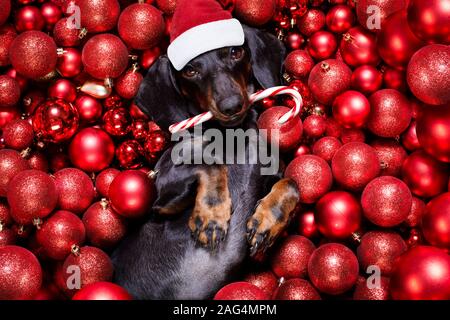 Chien saucisse basset allemand en père Noël pour les vacances de Noël reposant sur un noël boules babioles comme arrière-plan avec Candy Cane stick Banque D'Images