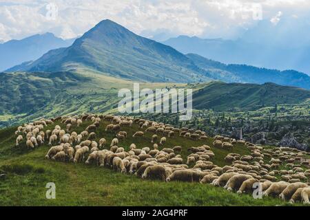 Troupeau de moutons sur un pâturage vert dans les montagnes Dolomiti. Lumière du coucher du soleil, berger avec ses moutons. Banque D'Images