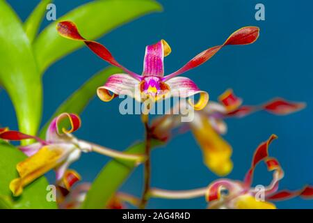 Orchidées exotiques. Close-up of tropical coloré avec orchidée rose brillant, rouge, blanc et jaune pétales bouclés. Banque D'Images