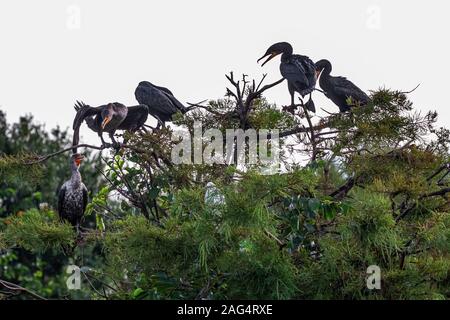 Le cormoran à aigrettes de revenir à leur arbre de nidification à la fin de la journée Banque D'Images