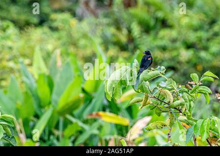 Red-winged black bird dans les marais de l'wakohatchee les zones humides Banque D'Images