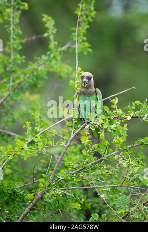 Un Brown-Headed - Poicephalus cryptoxanthus Parrot - fêtes sur White Berry Flueggea virosa Bush - baies - près de camp de Skukuza, Kruger National Park Banque D'Images