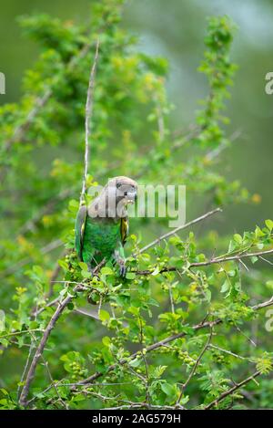 Un Brown-Headed - Poicephalus cryptoxanthus Parrot - fêtes sur White Berry Flueggea virosa Bush - baies - près de camp de Skukuza, Kruger National Park Banque D'Images