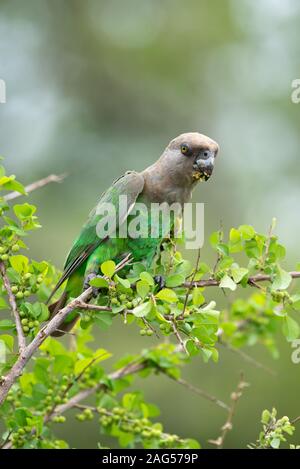 Un Brown-Headed - Poicephalus cryptoxanthus Parrot - fêtes sur White Berry Flueggea virosa Bush - baies - près de camp de Skukuza, Kruger National Park Banque D'Images