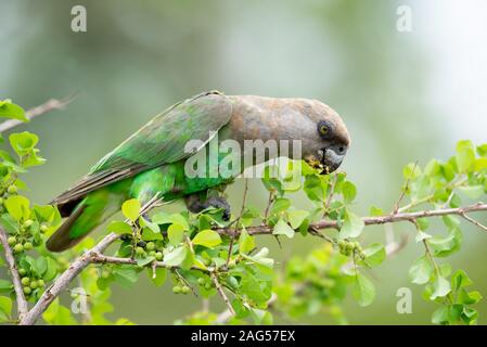 Un Brown-Headed - Poicephalus cryptoxanthus Parrot - fêtes sur White Berry Flueggea virosa Bush - baies - près de camp de Skukuza, Kruger National Park Banque D'Images