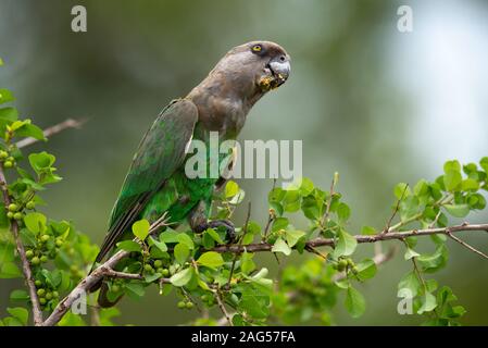 Un Brown-Headed - Poicephalus cryptoxanthus Parrot - fêtes sur White Berry Flueggea virosa Bush - baies - près de camp de Skukuza, Kruger National Park Banque D'Images