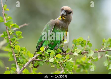 Un Brown-Headed - Poicephalus cryptoxanthus Parrot - fêtes sur White Berry Flueggea virosa Bush - baies - près de camp de Skukuza, Kruger National Park Banque D'Images