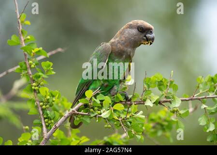 Un Brown-Headed - Poicephalus cryptoxanthus Parrot - fêtes sur White Berry Flueggea virosa Bush - baies - près de camp de Skukuza, Kruger National Park Banque D'Images