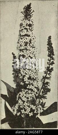 . Dreer 1913 livre du jardin. (244) Nous vous fournissons tous les arbustes au prix de 25 cts. pour chaque 2,50 $ par doz. ; 18,00 $ par 100.. Pentaphylia d'Aralia. Une jolie japonaise, arbuste de taille moyenne et la croissance rapide,avec de fines feuilles palmées lobées de couleur vert pâle, des branches. withspines meublé 25 cts. chaque. - {Spinosa Hercules Club, Angelica Tree, ou démons Walking-stick). Asingular arbre indigène ou buisson de 10 à 15 pieds de haut, avec des feuilles très pricklystems, et d'immenses panicules de fleurs blanches dans le mois ofAugust, une étrange plante tropicale à la recherche. 50 cts. chaque. Baccharis halimifolia (Gr Banque D'Images