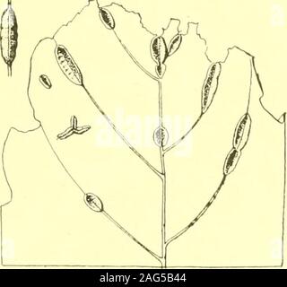 . Rapport de l'État sur l'entomologiste excessifs et d'autres insectes de l'état de New York. Hyères sp. Un cer saccharinum (blanc ou érable argenté)gratuitement larves sur lames courbées irrégulièrement. Je sentais5e, p. 93 . Itonid. Feuille d'érable, cécidomyie Rhabdophaga aceris cale. Ki :&gt ; À AMKKICAN^J INSECTES GAI.S 163, feuille mince fusiforme des galles, longueur 5 mm, parfois très abondante, sur la surface supérieure, également sur l'érable à sucre et d'érable à écorce blanche. Avis 06b,p. 630 acariens. La fusée d'érable gall, IMi y II o c o p t c s a c e r i s - c r u m e n une RileySmall bladderlike, verdâtre ou rougeâtre des galles foliaires, diamètre 2,5 mm, très ab Banque D'Images