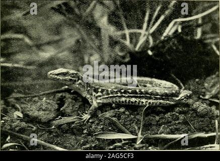 . L'histoire de la vie des lézards et leur distribution locale dans les îles britanniques. sur est courte et profonde, élément qui était depuis ces lézards peuvent parfois être seenbasking aux beaux jours d'hiver avant leur regularappearance au début du printemps. ^ Comme son nom spécifique implique, le lézard des murailles belongsto la même famille-le Lacertidse greenlizard-comme le lézard vivipare, la commune, et le sandlizard. Le lent-worm est le seul n'est pas specieswhich britannique de cette famille. Cette famille d'Lacertida^,ou le vrai des lézards, comme on les appelle, se compose de près d'une vingtaine de genres, avec environ une hundredspecies, Banque D'Images