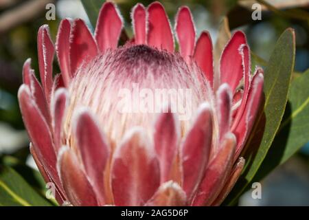 Gros plan d'une belle fleur rose rare dans un jardin Banque D'Images