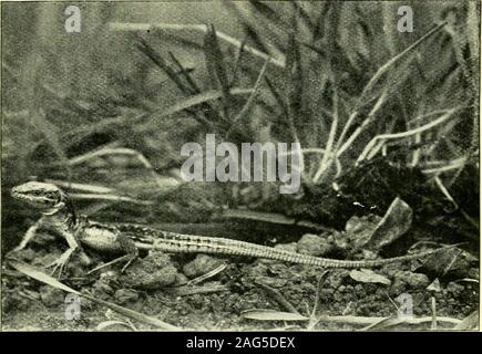 . L'histoire de la vie des lézards et leur distribution locale dans les îles britanniques. Reptiles, p. 92. Chapitre IX le lézard des murailles, LAGERTA MURALIS HABITUDES DE DISTRIBUTION DESCRIPTION CARACTÈRES COMMUNS À LA FAMILLE. Nous avons déjà expliqué pourquoi il n'est que le greenlizard a trouvé une place dans un ouvrage sur l'espèce britannique,et c'est pour les mêmes raisons que le wall lizard Lacerta muralis,ici, doit être inclus. Le onecannot être considérée comme une espèce à moins qu'être Britannique theother également ainsi considérée, puisqu'il s'agit simplement d'un questionof l'inclusion ou l'omission du Channel Islands dansle domaine libellés B Banque D'Images