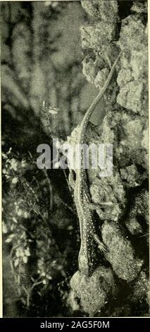 . L'histoire de la vie des lézards et leur distribution locale dans les îles britanniques. epted théorie que la rivière Mersey, dans ces derniers temps, géologiquement utilisé pour vider la mer itselfinto considérablement à l'ouest de son presentmouth ; de sorte qu'à un moment le Wallasey coast-linewas au nord de la rivière. La propagation de l'suburbanresidential ronde districts Liverpool, la croissance ofseaside resorts, tels que l'Ouest et de Hoylake, Kirby et la formation de golf links tout le long de l'coasthave ont détruit une grande partie de ces sandhills;mais il y a beaucoup de s'étend dans les deux countieswhere le lézard Banque D'Images