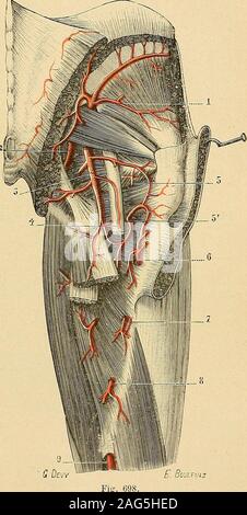 . Traité d'anatomie humaine : Anatomie, histologie, développement descriptif. urne. intern. danatomie et de physio-logie, 1891. 2° Artère fessière. - La plusvolumineuse delhypogastrique des branches, lartère fessière(fîg. 696 et 698), se porte-ment oblique en bas et en arrière, le dernier nerf lombaire passeentre etle premier nerf sacré, trier dubassin par la partie la plus élevéede la grande échancrure sciatiqueet débouche ainsi à la région fes-sière. Là, elle sinfléchit de basen haut et se divise immédiate-ment après en deux branches,lune superficielle, lautre pro-fonde : a. La branche superf Banque D'Images