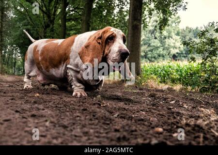 Chien de chasse au basset blanc et brun solitaire dans le forêt pendant la journée Banque D'Images