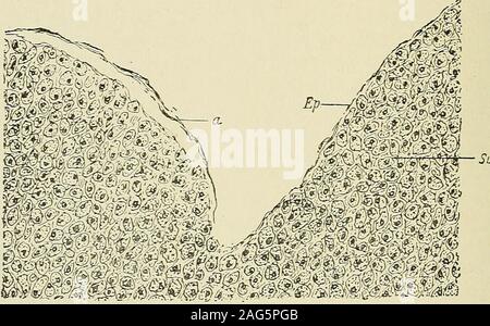 . Pathologie gynécologique ; un manuel de technique microscopique et au diagnostic dans la pratique gynécologique, pour les étudiants et les médecins. REGNANCY. que la surface interne d'une telle distribution de la ^avity utérine n'est pas lisse,mais montre une très remarquables cannelures. Cette byvarious ont fait remarquer des observateurs, et par certains a été considéré comme connecté avec le partage des navires. À la hauteur de ces champs formé par groovesa, divisé en forme d'étoiles navire est censé être trouvés. Le changein les bateaux de la même manière que dans la grossesse normale. La couche de cellules est filledwith un réseau de capillaires fine beaucoup wi Banque D'Images