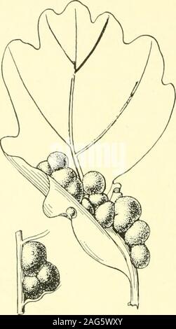 . Rapport de l'État sur l'entomologiste excessifs et d'autres insectes de l'état de New York. 103. Paillettes de chêne,Cecidomyia pocu-lum O. S., le macro-Q. c a r p a. Andsection vue du côté de la vésicule. (Original), souvent en forme de disque plat, les galles foliaires verdâtre avec un centre, l'marginirregular lilas, diamètre 6 mm, sur Q. d o u g 1 a s i i. Fullaway, 11 p. 352. Cynips Pattersonae ullw Andricus F io8 New York State Museum, en forme de disque plat, dur, lisse, monothalamous des galles sur le dessous des feuilles, diamètre 5 à 6 mm, sur Q. chry seul pis. Fullaway, P 11- 363. Cynips Callirhytis FuUw guadaloupensis. B Banque D'Images