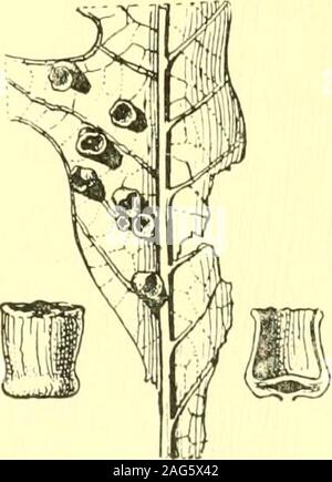 . Rapport de l'État sur l'entomologiste excessifs et d'autres insectes de l'état de New York. Fig. 102. Paillettes de chêne, O.S., Cecidomyiapoculum muhlenbergiae sur Q..un culot illustré dans la section. (Original). Fig. 103. Paillettes de chêne,Cecidomyia pocu-lum O. S., le macro-Q. c a r p a. Andsection vue du côté de la vésicule. (Original), souvent en forme de disque plat, les galles foliaires verdâtre avec un centre, l'marginirregular lilas, diamètre 6 mm, sur Q. d o u g 1 a s i i. Fullaway, 11 p. 352. Cynips Pattersonae ullw Andricus F io8 New York State Museum, en forme de disque plat, dur, lisse, monothalamous des galles sur la face inférieure du Banque D'Images