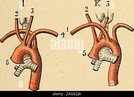 . Traité d'anatomie humaine : Anatomie, histologie, développement descriptif. Banque D'Images
