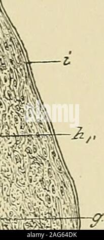 . Pathologie gynécologique ; un manuel de technique microscopique et au diagnostic dans la pratique gynécologique, pour les étudiants et les médecins. Banque D'Images