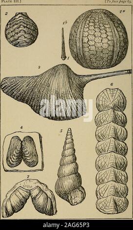 . Manuel de la géologie de l'Irlande. ^^^jfi Sh /^^^^^^ k (dans le grès jaune, rAnodonta Jukesii, w&s trouvé /à la Lower Glanmire Road, à un mille et demi à l'est ofCork Gokane, et au point, à l'ouest de Toe Head, où il arealso associées à l'Adiantites Hibernicusand les plantes tiges d'Sagenaria ; les plantes, uniquement, sont foundbetween la tête et pied Castlehaven. Dans localitiesthe ces grès jaune est à l'Ardoise du Carbonifère ; butin le grès jaune, sous le pont inférieur à LimestoneShale le suif, jonction de Cork et Waterford,comme un assemblage de fossiles se produit. On pourrait croire que la fa Banque D'Images