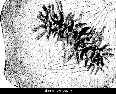 . Observations sur l'Life-History de leucocytes. si. je, ? Y Banque D'Images