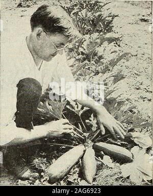 . Graines de Beckert. lesh est assez firmand de qualité superbe. Essayez-le en tranches et frit comme l'aubergine. Pkt. 10 cts.,oz. 15 cts., V4lb. Blanc 45 cts.VEGETABLE MARROW. De plus en plus grande et plus tard que Cocozelle. Blanc verdâtre de la peau ; chair blanche. Pkt. 10 cts., oz. 15 cts., V4lb. 45 cts.MAMMOTH WHITE BUSH. L'amélioration de Patty-Pan Blanc Squash. Fruits productifs;10 pouces de diamètre, d'une peau blanche et chair. Pkt. 10 cts., oz. 15 cts.,V4lb. 45 cts. Crème d'or BUSH. Comme Mammoth White Bush sauf que les fruits sont riches de couleur jaune doré. Pkt. 10 cts., oz. 15 cts., V4lb. 40 cts.GOLDEN SUMMER COURGE Yellow-crookneck. Une popul Banque D'Images