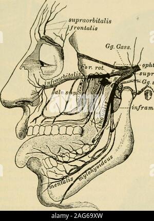 . Manuel de chirurgie opératoire. w. Il ison une ligne tirée à partir de l'Arcade orbitaire entaille à un point entre les deux prémolaires.Faire une incision transversale courbe parallèle et à proximité de la marge inférieure des theorbit. Diviser le muscle orbicularis dans une direction parallèle à ses fibres. Exposethe culot lorsqu'elle quitte le foramen infraorbital (Fig. 49). Saisir le inforceps nerveuses, et par la traction et torsion extraire autant de son tronc de son bonycanal comme c'est possible. De la même façon extraire autant de son twigsas terminal possible des structures dans lesquelles ils fonctionnent. Il est extraordinaire howmu Banque D'Images