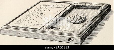 . Les fourmis ; leur structure, le développement et le comportement des fourmis exotiques. ae. Le harvestingants jououinc (Po(., Pheidole) sont friands de nos différents, mais breakfastfoods ces espèces prospèrent également mieux sur un régime d'freshinsects occasionnelles. Les fourmis sont facilement amenés à se déplacer avec leur nichée dans le nestsof le Lubbock, Janet et Fielde patterns. Ceci est accompli par les fourmis 556. l'eau-douves ou l'arène de Forel. 1 préfère cette dernière, c'est très facile de construire. Sur une table ou un grand bord d'un boîtier circulaire orelliptical quelques pieds de diamètre est réalisée en fixant des podered awall à sec, le plâtre de P Banque D'Images