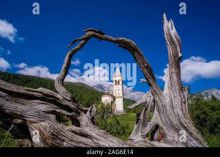 L'ancienne église paroissiale Saint Gertraud vu à travers un gros arbres racine, la gamme Ortler avec le sommet de l'Ortler dans la distance Banque D'Images