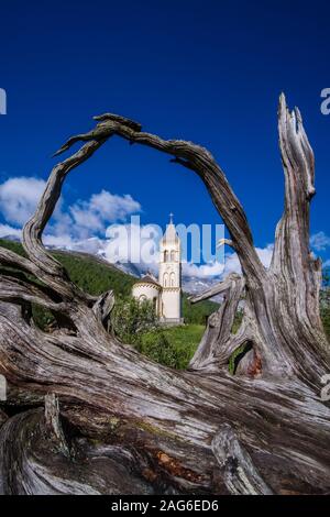 L'ancienne église paroissiale Saint Gertraud vu à travers un gros arbres racine, la gamme Ortler avec le sommet de l'Ortler dans la distance Banque D'Images