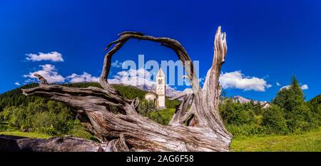 L'ancienne église paroissiale Saint Gertraud vu à travers un gros arbres racine, la gamme Ortler avec le sommet de l'Ortler dans la distance Banque D'Images