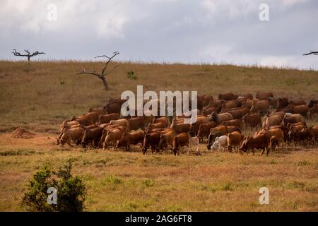 Troupeau de bovins paissant dans un champ au Kenya, Nairobi, Samburu Banque D'Images