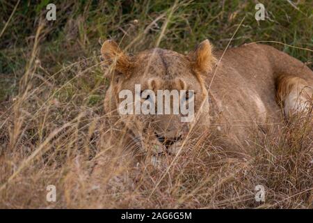 Gros plan d'une lionne se cachant sur un champ couvert d'herbe à OL Pejeta, Kenya Banque D'Images