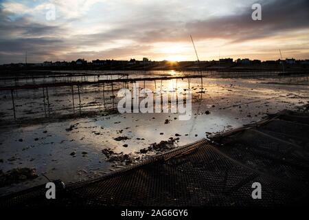 Vues à angle bas niveau à marée basse des lits de ferme d'Oyster de la Whitstable Oyster Company Whitstable, Kent, Angleterre, Royaume-Uni Banque D'Images