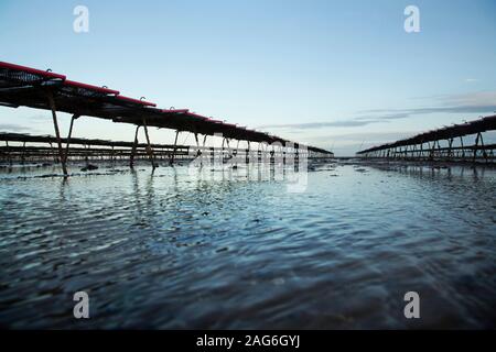 Vues à angle bas niveau à marée basse des lits de ferme d'Oyster de la Whitstable Oyster Company Whitstable, Kent, Angleterre, Royaume-Uni Banque D'Images