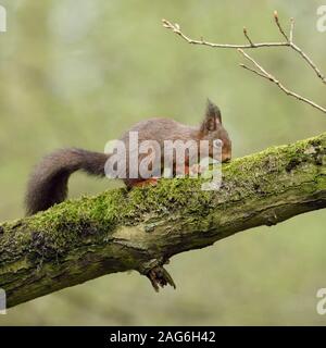 L'Écureuil roux / Europaeisches Eichhörnchen (Sciurus vulgaris ), dans un climbin dans un chêne, la recherche de nourriture, l'alimentation, de la faune, de l'Europe. Banque D'Images