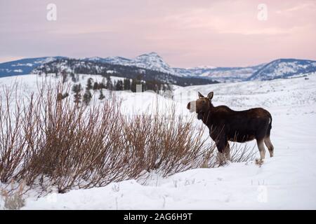 Elch / Orignal ( Alces alces ) en hiver, il se nourrit de buissons, hier soir, lumière, vaste terre ouverte, montagnes Rocheuses, la caldeira de Yellowstone NP, Wyoming, Etats-Unis Banque D'Images