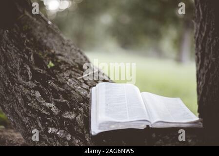 Gros plan d'une bible ouverte sur un arbre avec un arrière-plan flou Banque D'Images