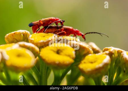 Une paire de soldat Rouge asiatique. Rhagonycha fulva, l'accouplement sur une fleur. Banque D'Images