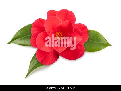 Fleur de camélia rouge isolé sur fond blanc Banque D'Images