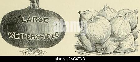 . Les prix de gros pour l'échange 1903 : graines de fleurs et légumes bulbes plantes outils, etc. arche cerise ...35 méthodique 3000 Dixie .....Metrop 30 25 00 30 25 Duke Jones Metropolis 00 début 3530 Fordhook Midland Floride 00 40 35 00 Midi Favoris Gypsy, rayé ou monotone crotale 35 30 00 Monarch gris, ou long moment doux dégivrage 35 30 00 30 Miseed Jumbo Jones 2500 Kleckleys Sweet égarée 55 5J U0 KolbS- missionnaire, l'amélioration de la GEM 25 22 00 Mclver9 Sucre, le plus doux de tous les Plus 45 40 00 Peerless, ou la crème glacée, excellent pour le marché d'accueil 3000 Phinueys Mogul 35 25 22 00 Amélioration de la taupinière Semino Banque D'Images