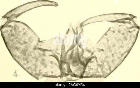 . Rapport de l'État sur l'entomologiste excessifs et d'autres insectes de l'état de New York. Banque D'Images