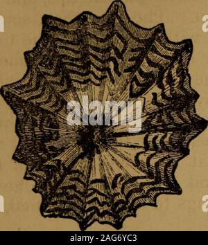 . Peu de gens dans les plumes et de la fourrure, et d'autres dans l'un ni l'autre. 332 LITTLE FOLKS LE PLAT PROFOND.. Banque D'Images