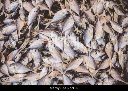 Prise de vue en hauteur de petits poissons l'un sur l'autre Banque D'Images