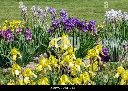 Fleurs colorées jardin été juin iris Banque D'Images